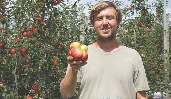Motueka orchards begin strong pipfruit harvest