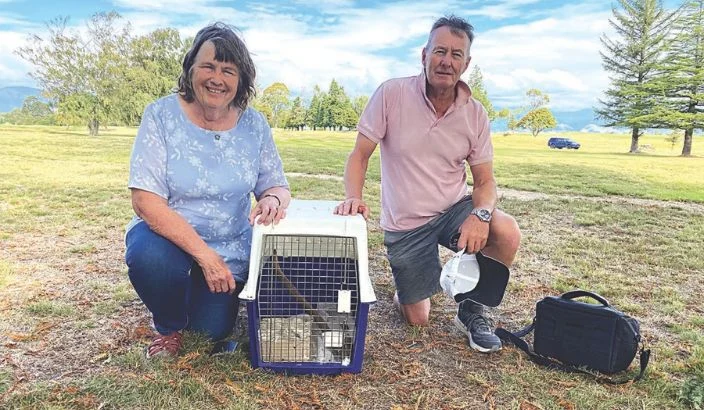 Little Owls rescued and returned to Greenacres