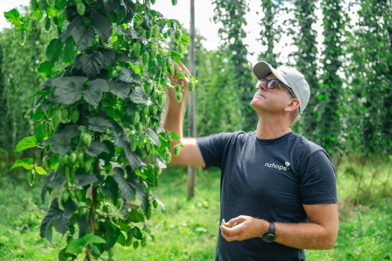 Tasman hop harvest hits peak season