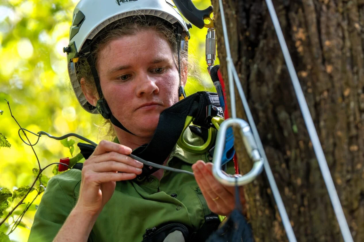 Kākāriki karaka surge enables first egg transfer