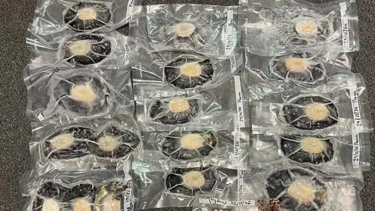 Nelson diver fined $3000 for selling crayfish and pāua on Facebook