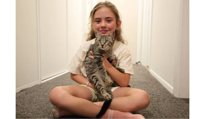 Nelson Tasman kitten rescues surge as warmer weather causes year-round breeding