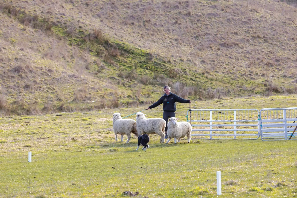 Waimea dog trials return with local support