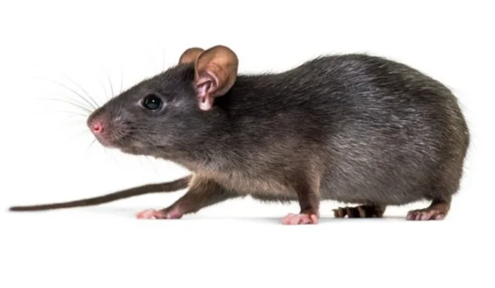 1884 rat plague swarms Waimea district