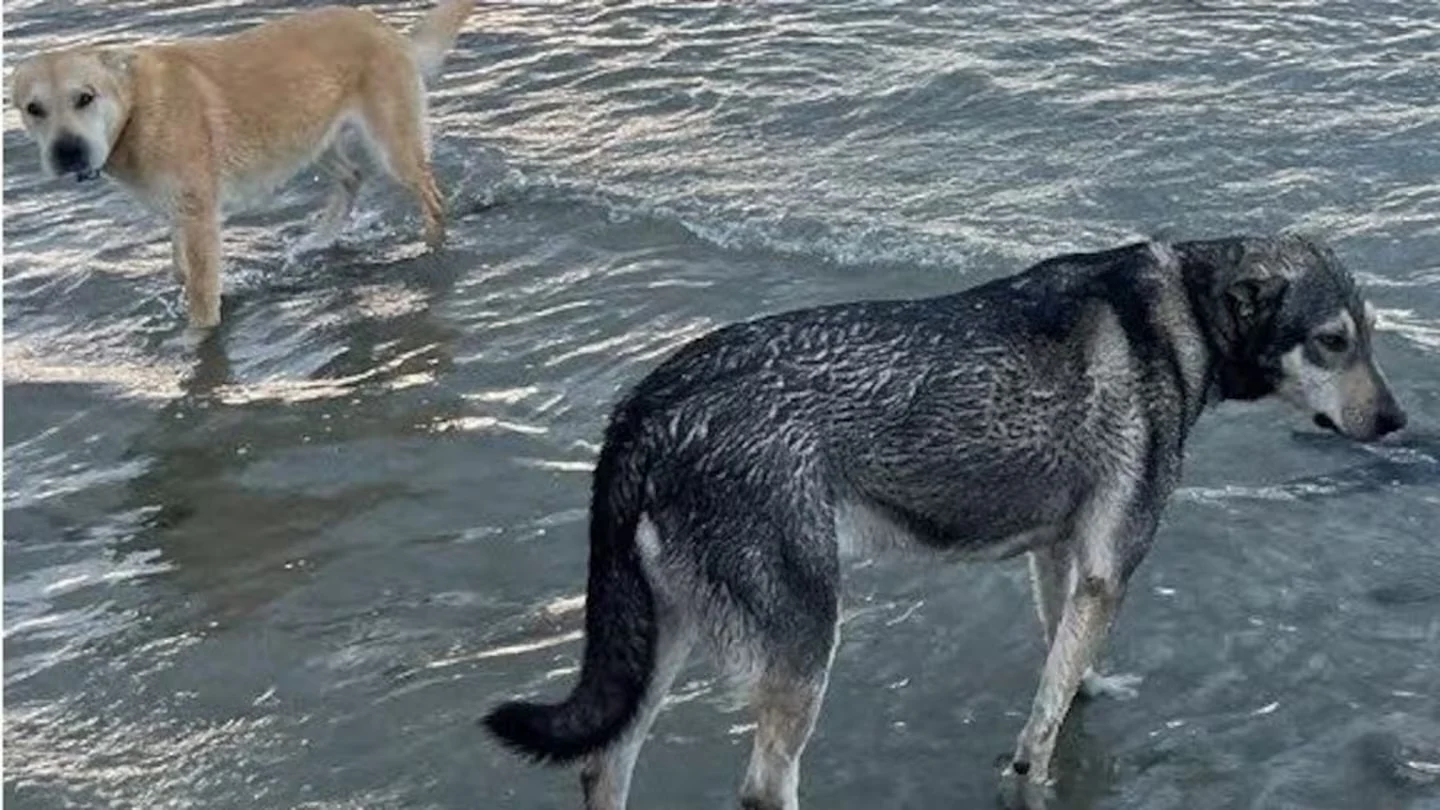 Kina Beach attack: Bo and Koda escape death row after High Court appeal