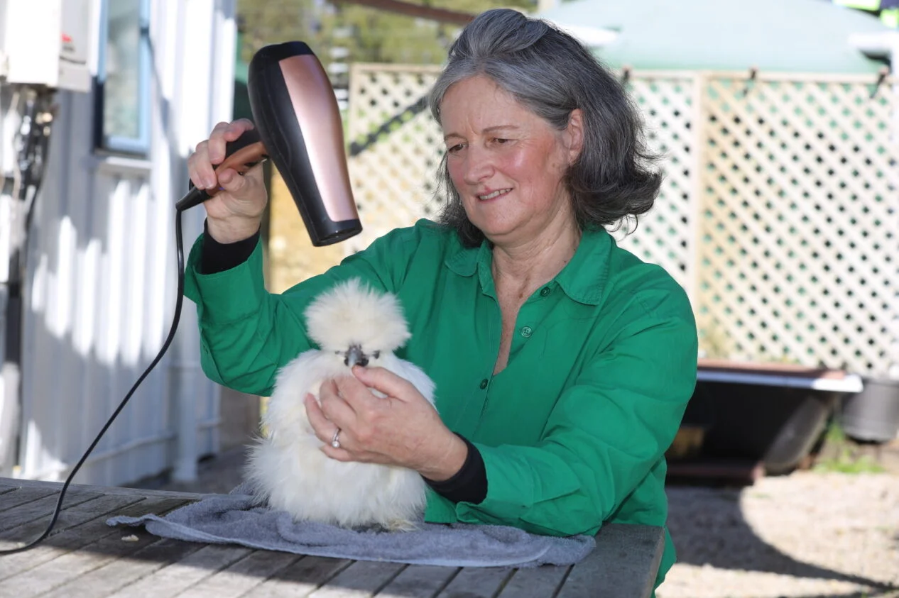 Silkies prepped for Nelson poultry show