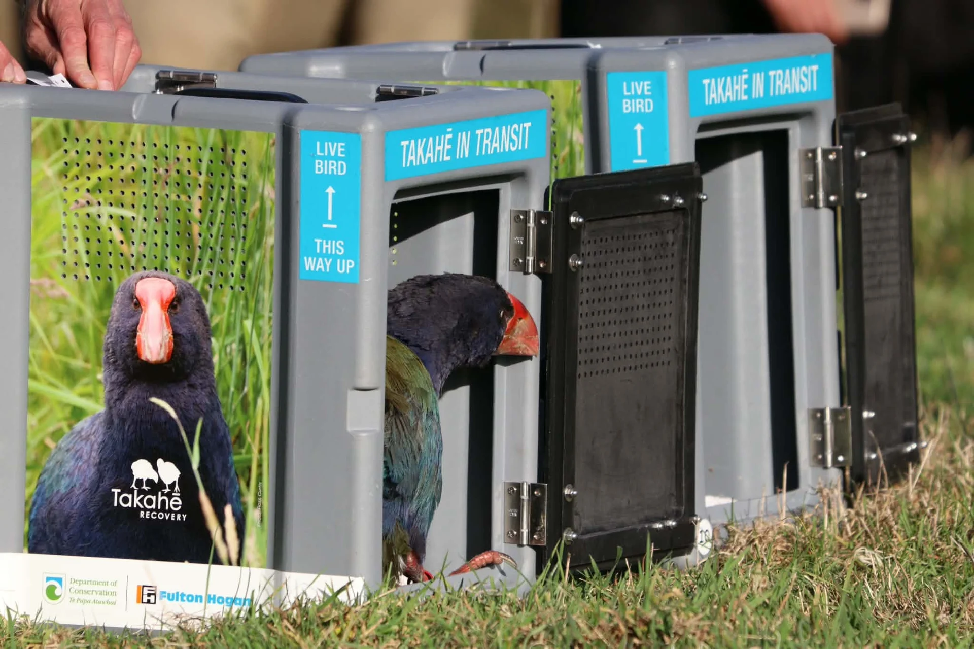 Eight takahē released at Farewell Spit sanctuary