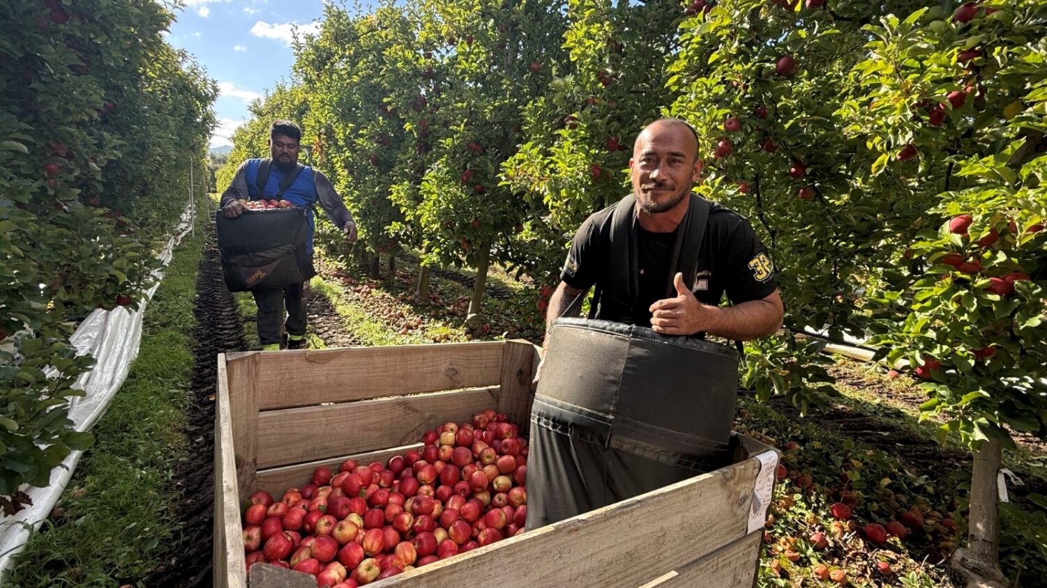 A ‘stand-out’ year for Tasman’s apple harvest
