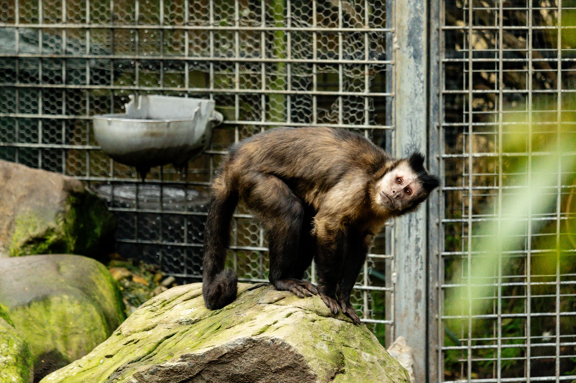 Natureland monkeys move into open habitat