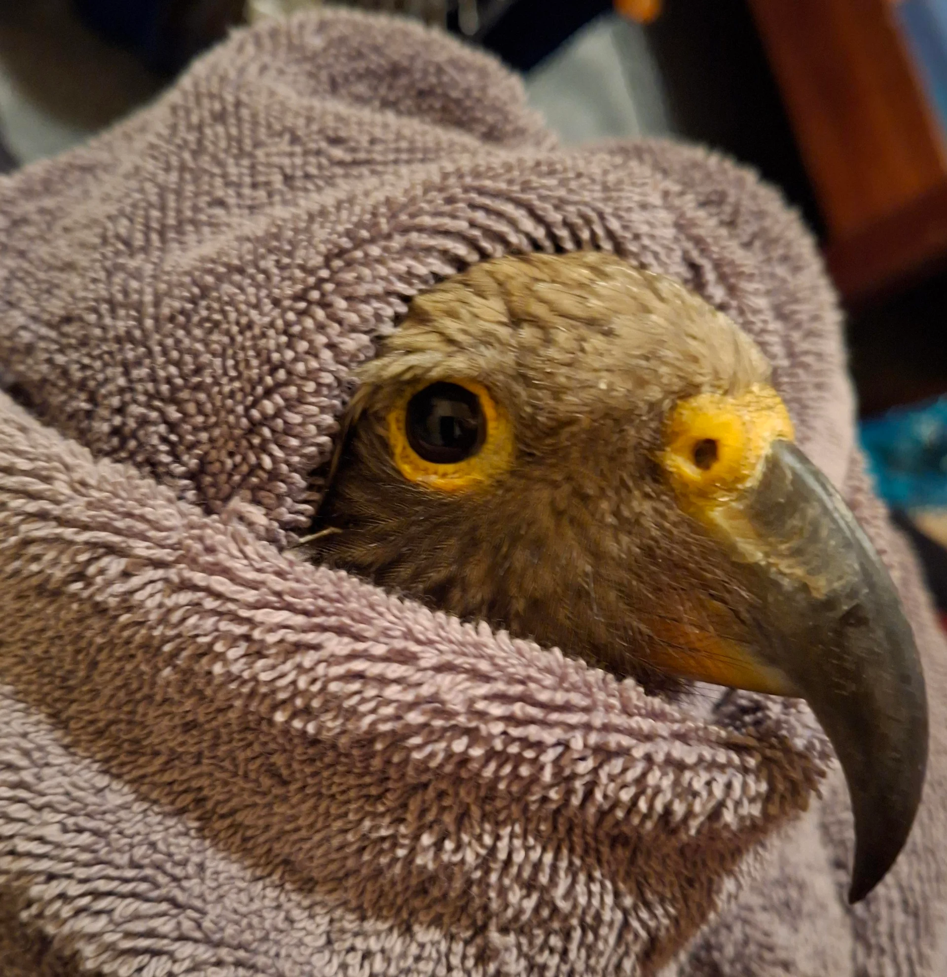 Kea shot in Golden Bay euthanised, DOC seeks information