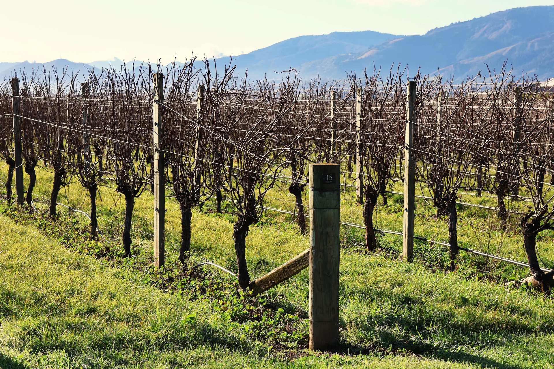 Vineyards face tough land use choices