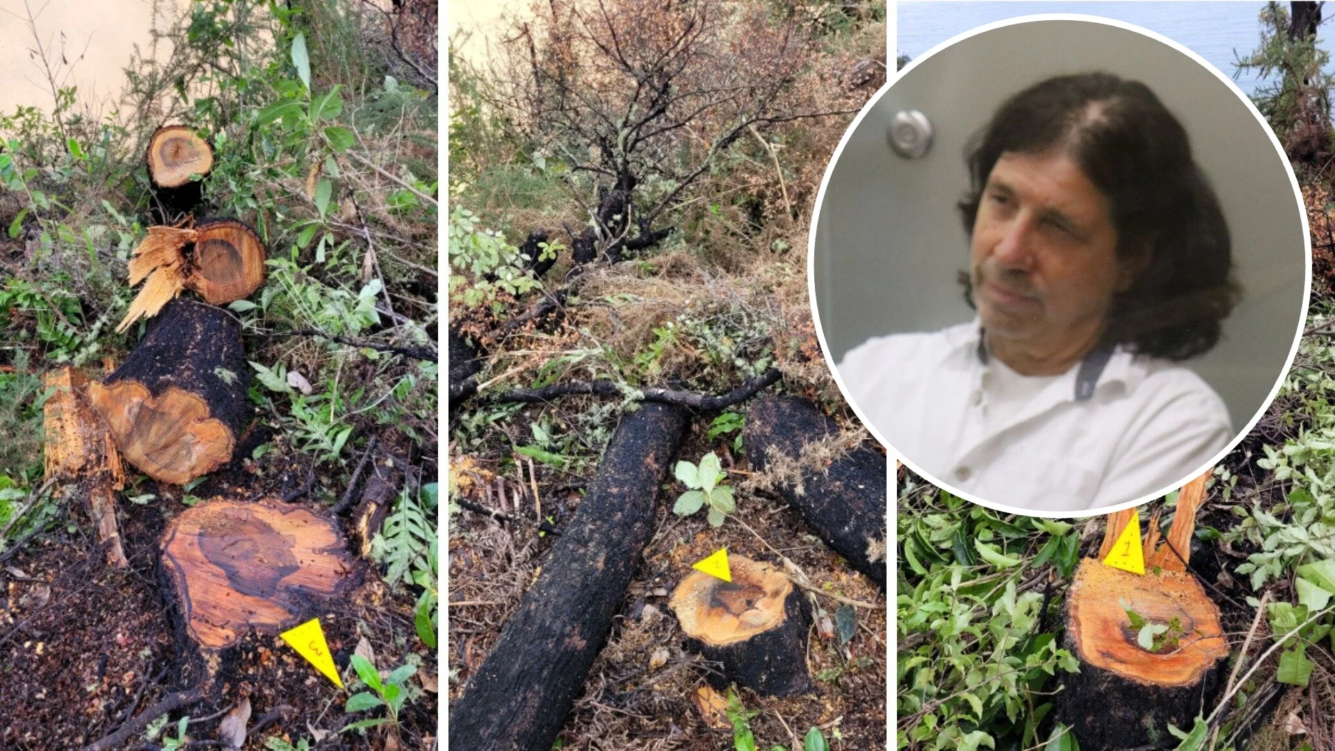 Businessman who felled native trees on Tasman conservation land named