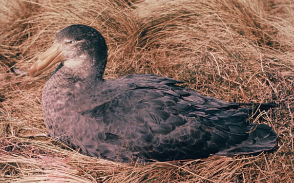 Giant petrel found dead on Farewell Spit to be tested for bird flu