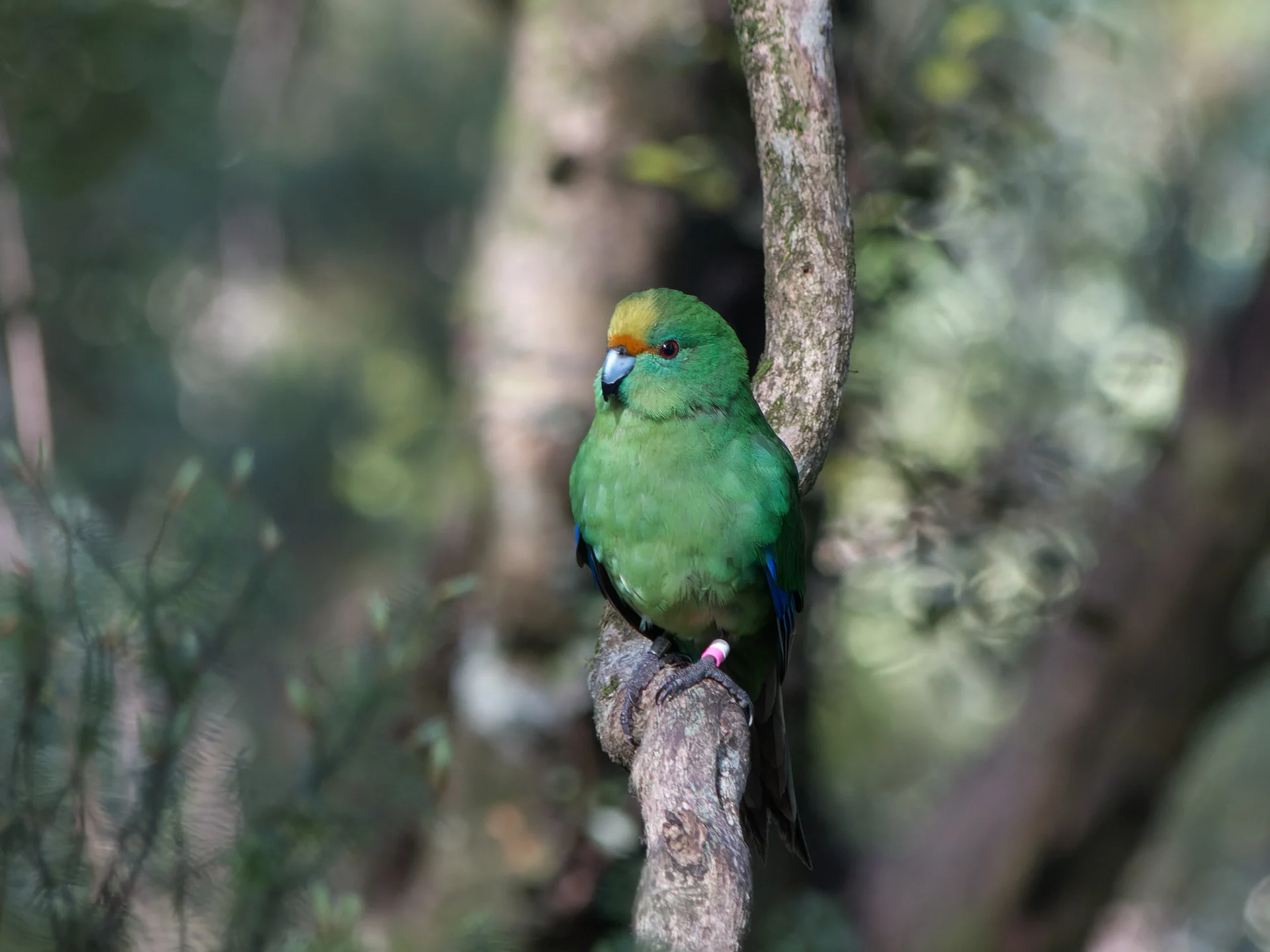 Survey marks 20 years of bird monitoring