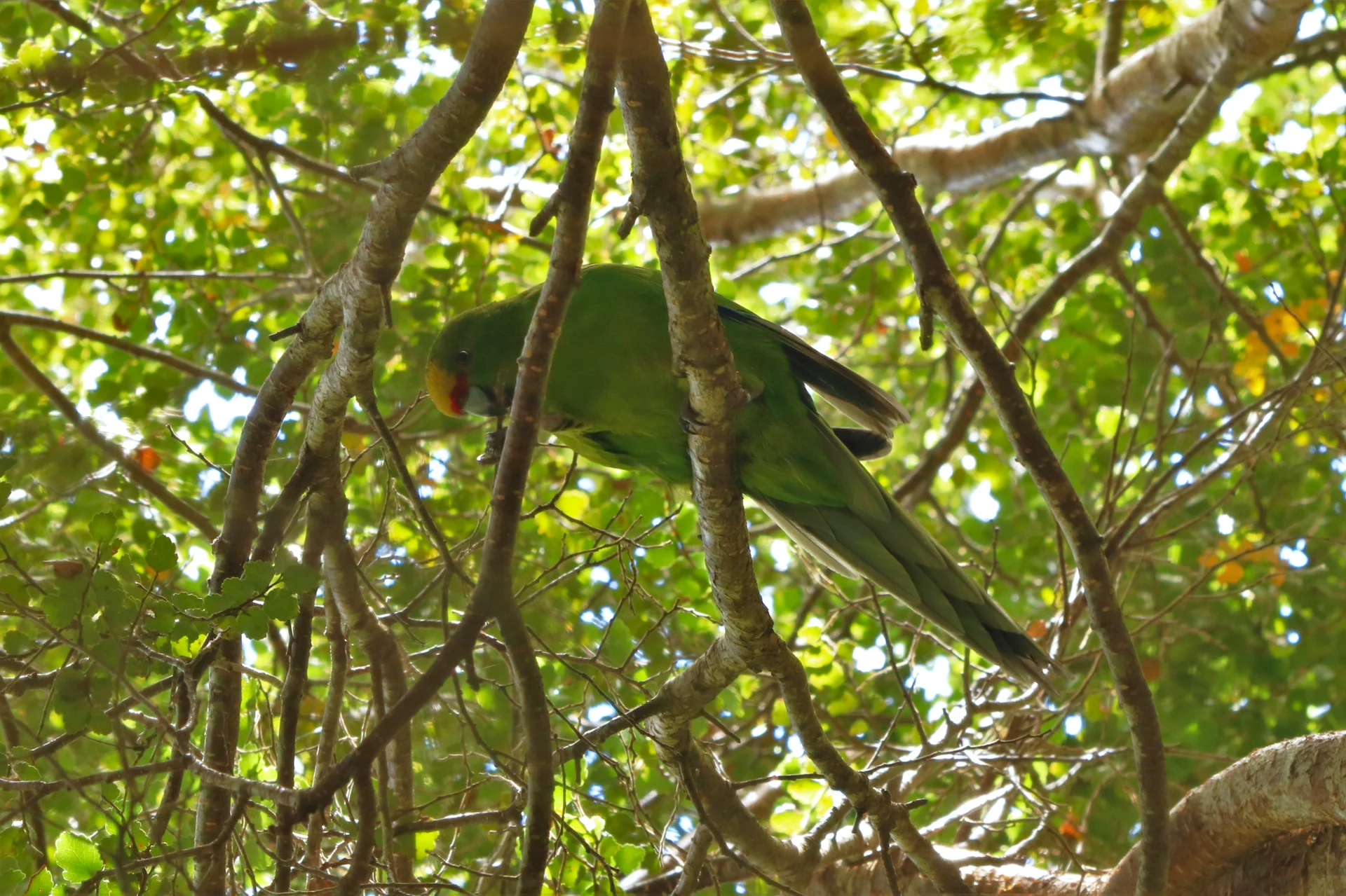 Tasman survey finds rare habitats