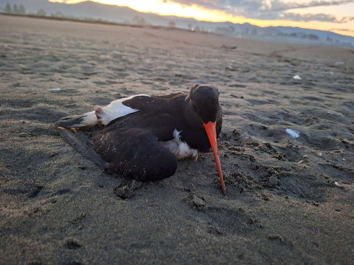 Motueka oystercatcher deaths investigated