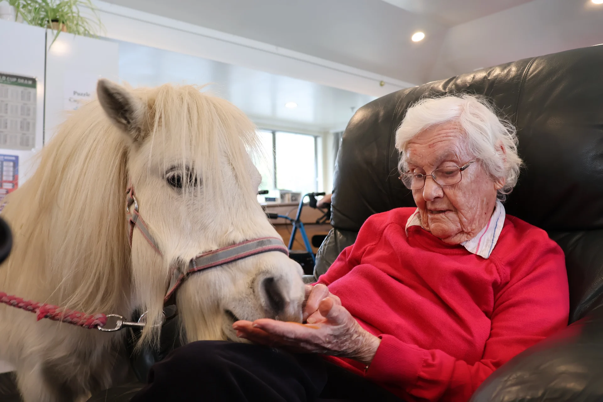 Ponies bring joy to rest home residents