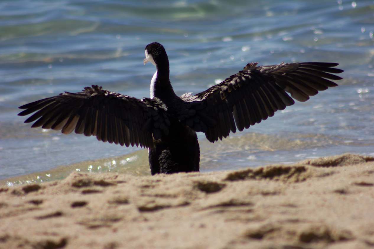 Māpua photo contest draws record entries