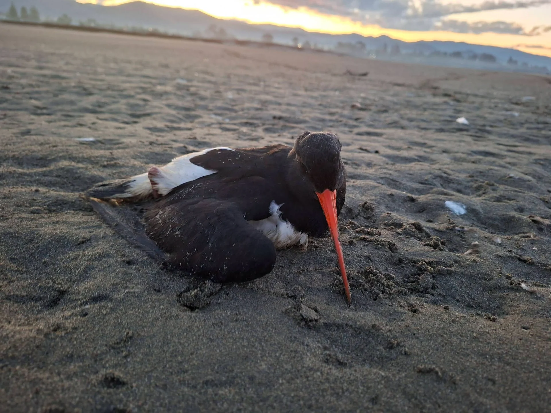 1080 ruled out in Motueka bird deaths