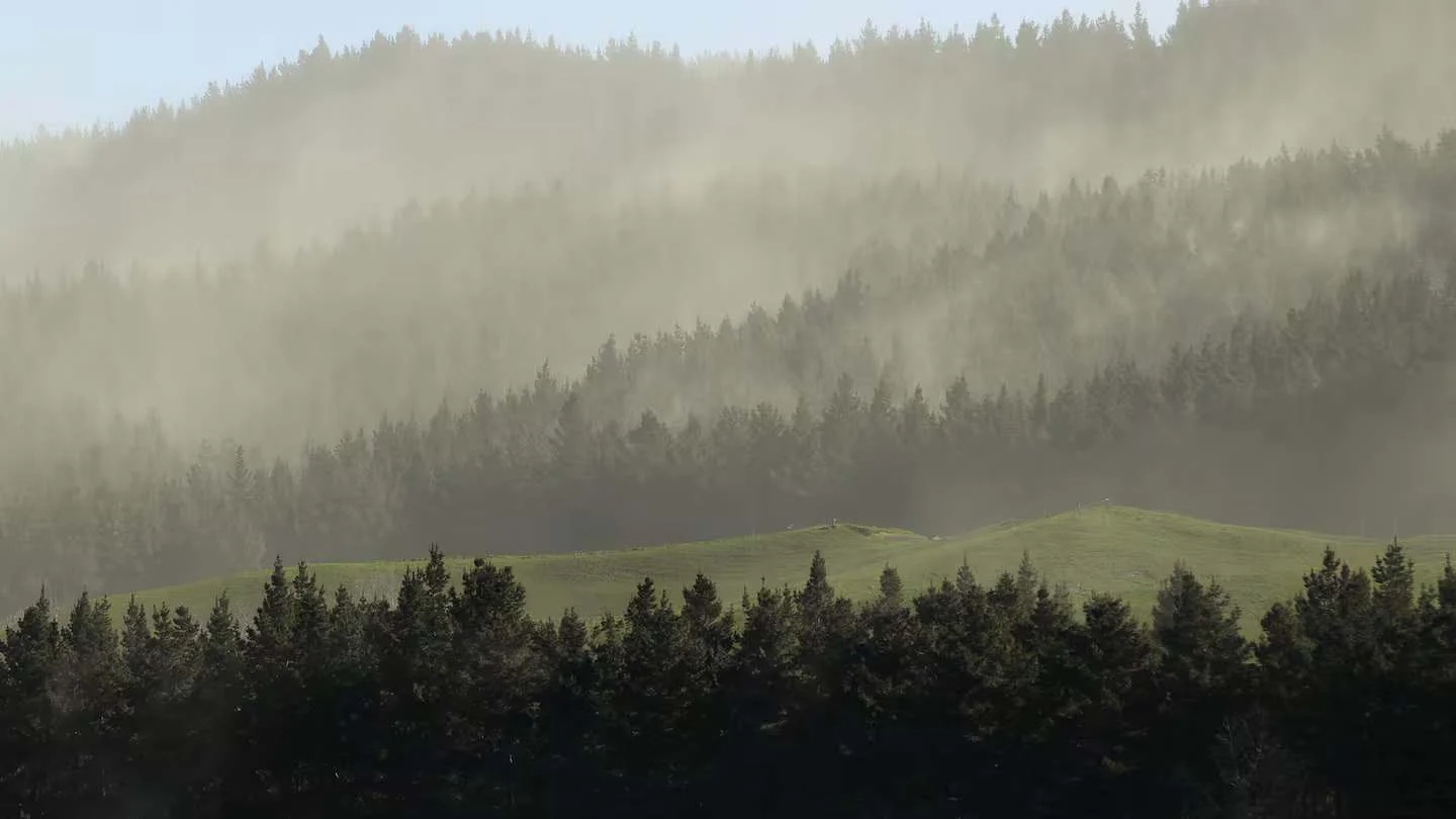 Pine pollen signals allergy season