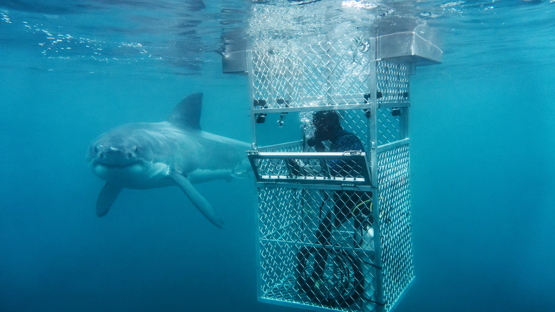 Nelson campaign to tag great white shark
