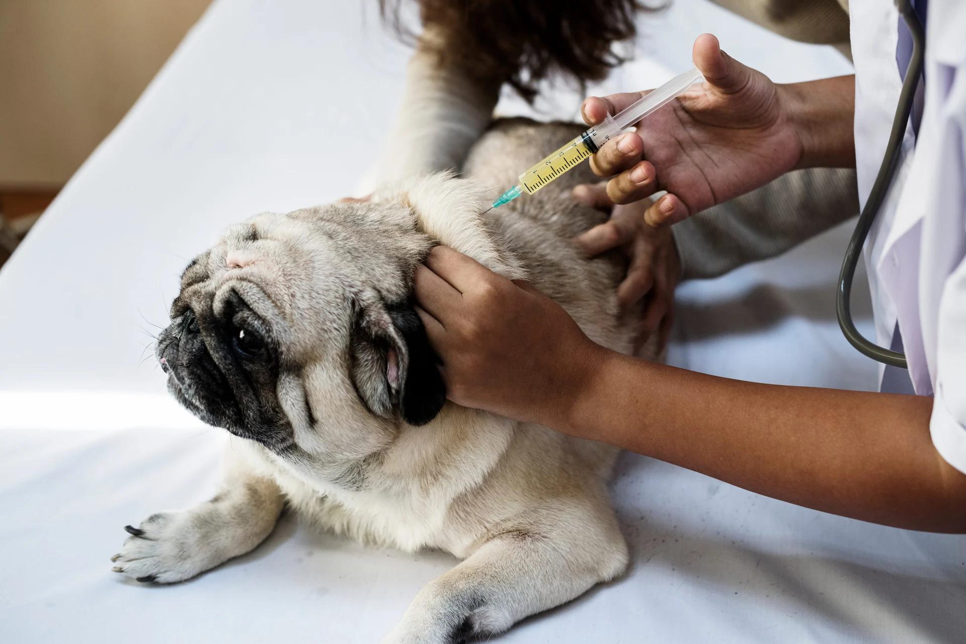 Nelson vets warn after parvovirus cases