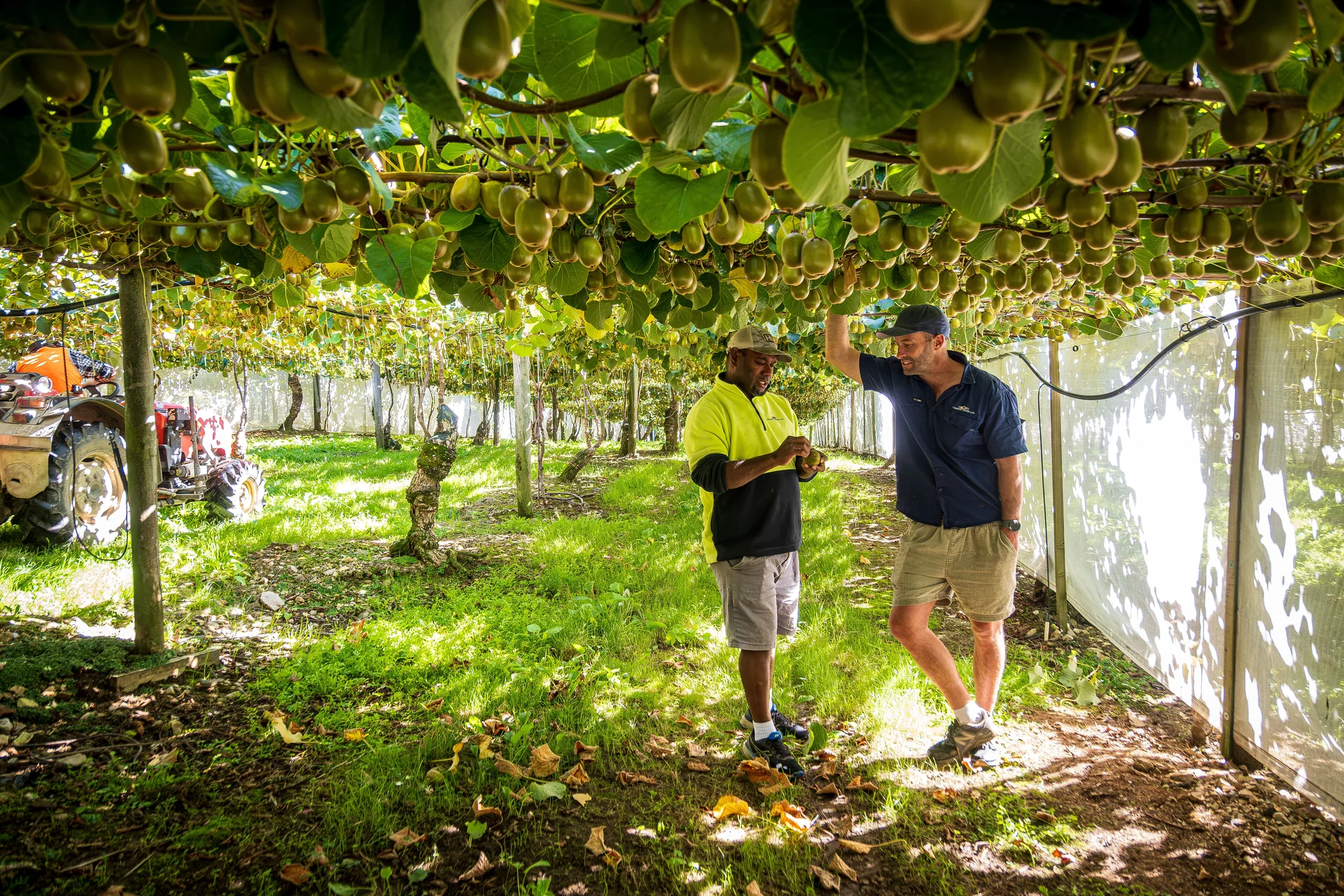 Riwaka orchard celebrates bumper kiwifruit season