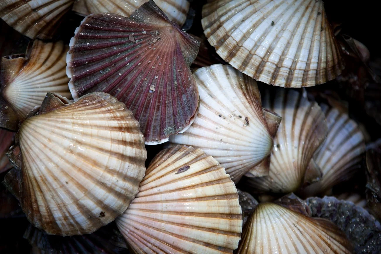 New investment targets scallop recovery