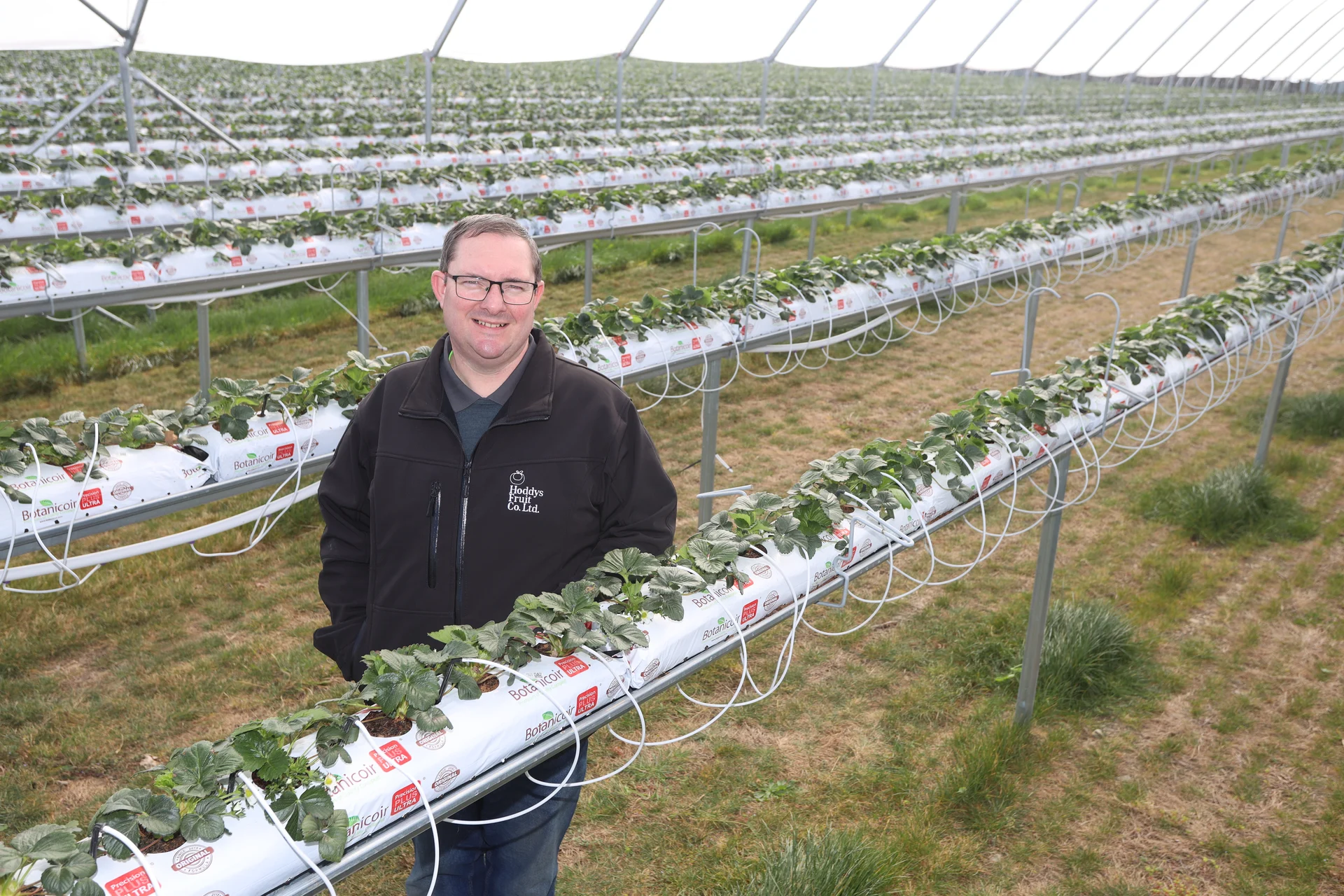Hoddys launches South Island berry production