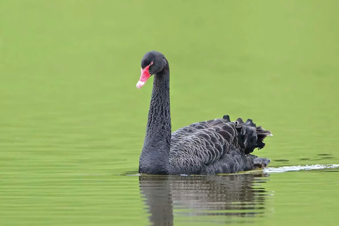 Bird flu warning for Farewell Spit birds