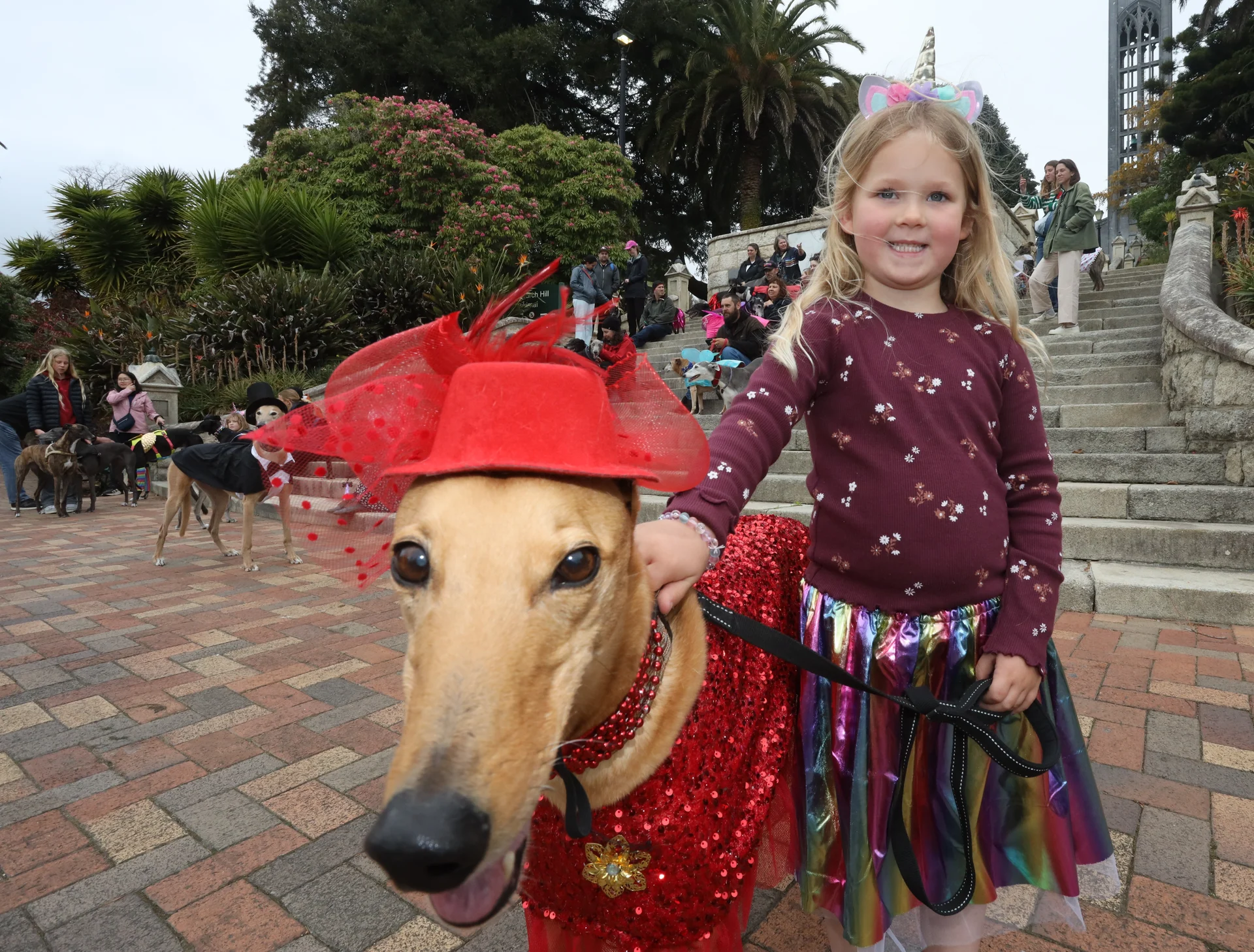 Nelson greyhound walk promotes adoption
