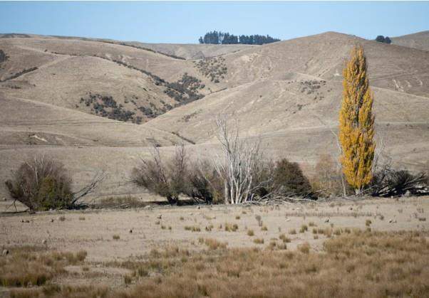 Strong El Niño warning for Tasman farmers
