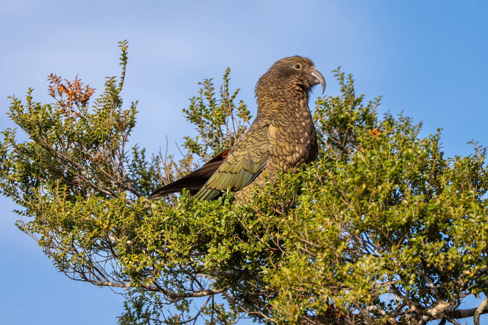 Unexpected kea joins Brook Waimārama Sanctuary survey
