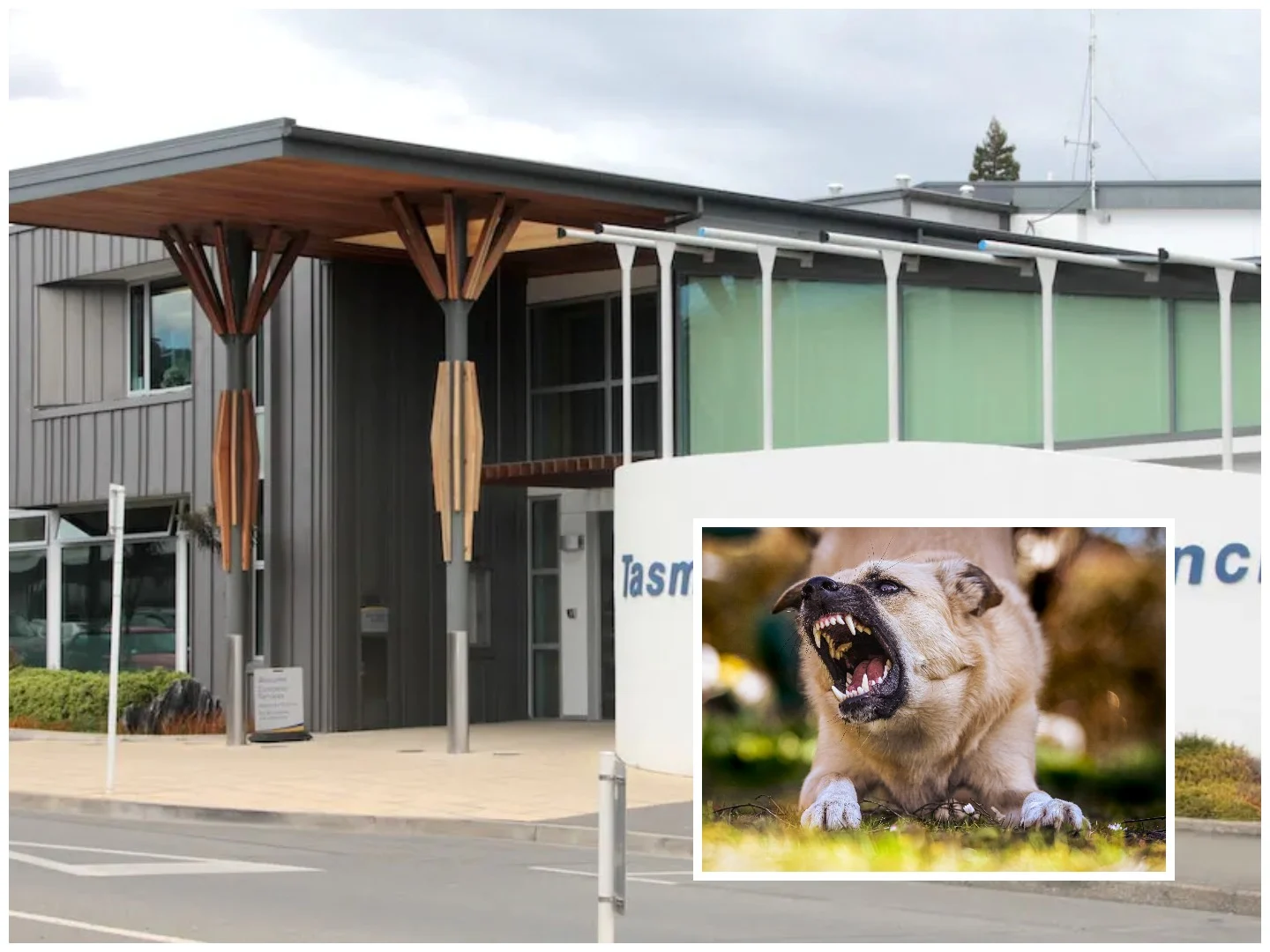 Tasman dog attacks on stock double