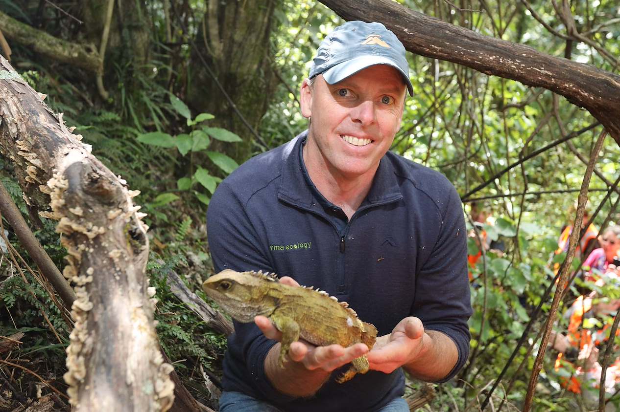 35 tuatara boost Brook Waimārama population