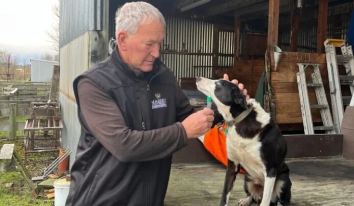 Calling all huntaway and heading dog owners