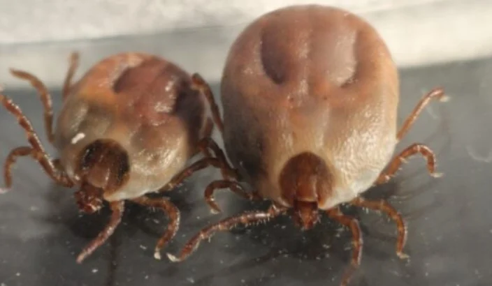 Tick trouble? Farmers encouraged to support nationwide research