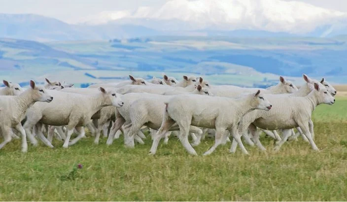A year of turning points for wool