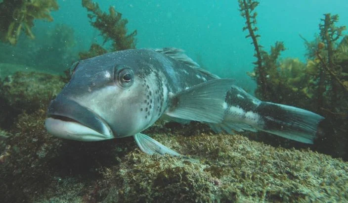 Fishers urged to protect Marlborough Sounds blue cod