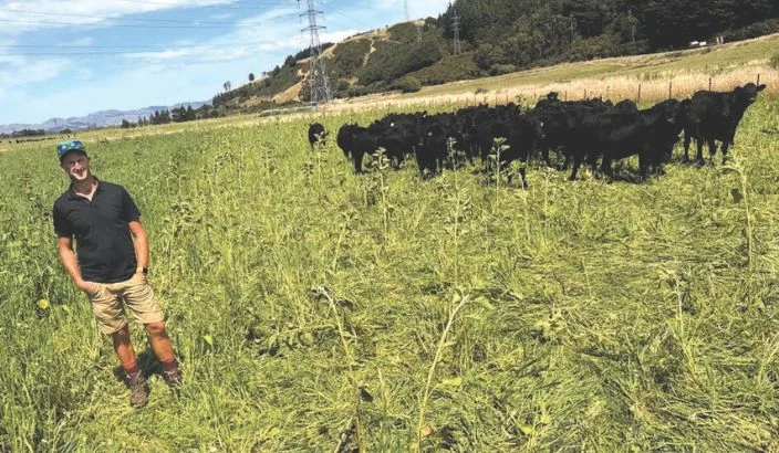 Seaweed boosts soil health and slashes fertiliser bills for Marlborough farmer