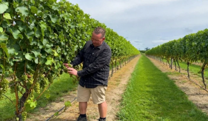 Late turnaround delivers quality wine vintage