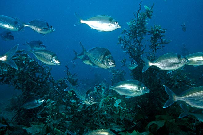 Marlborough anglers sound alarm on fisheries