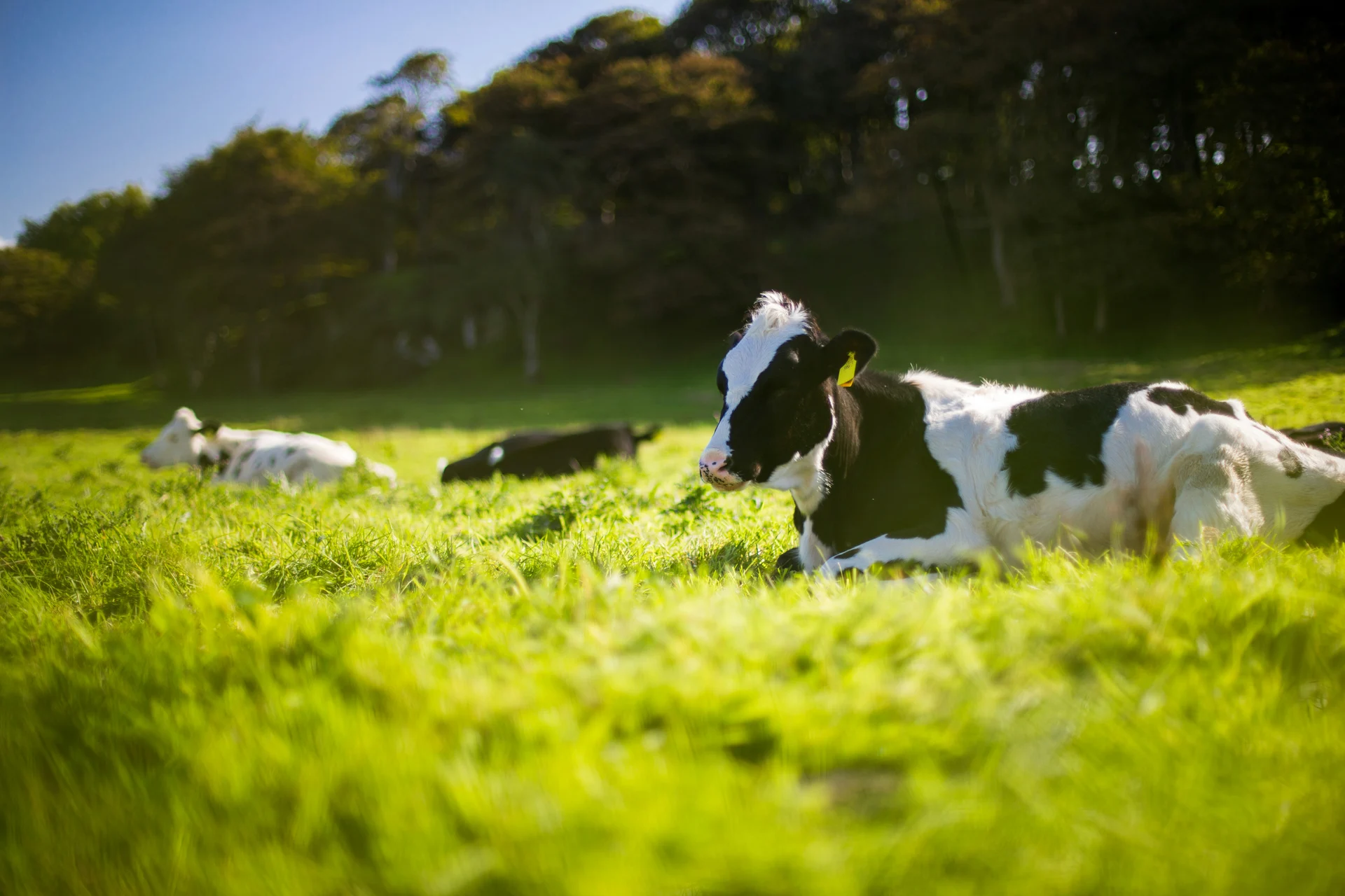 Dairy sector fuels regional economic growth