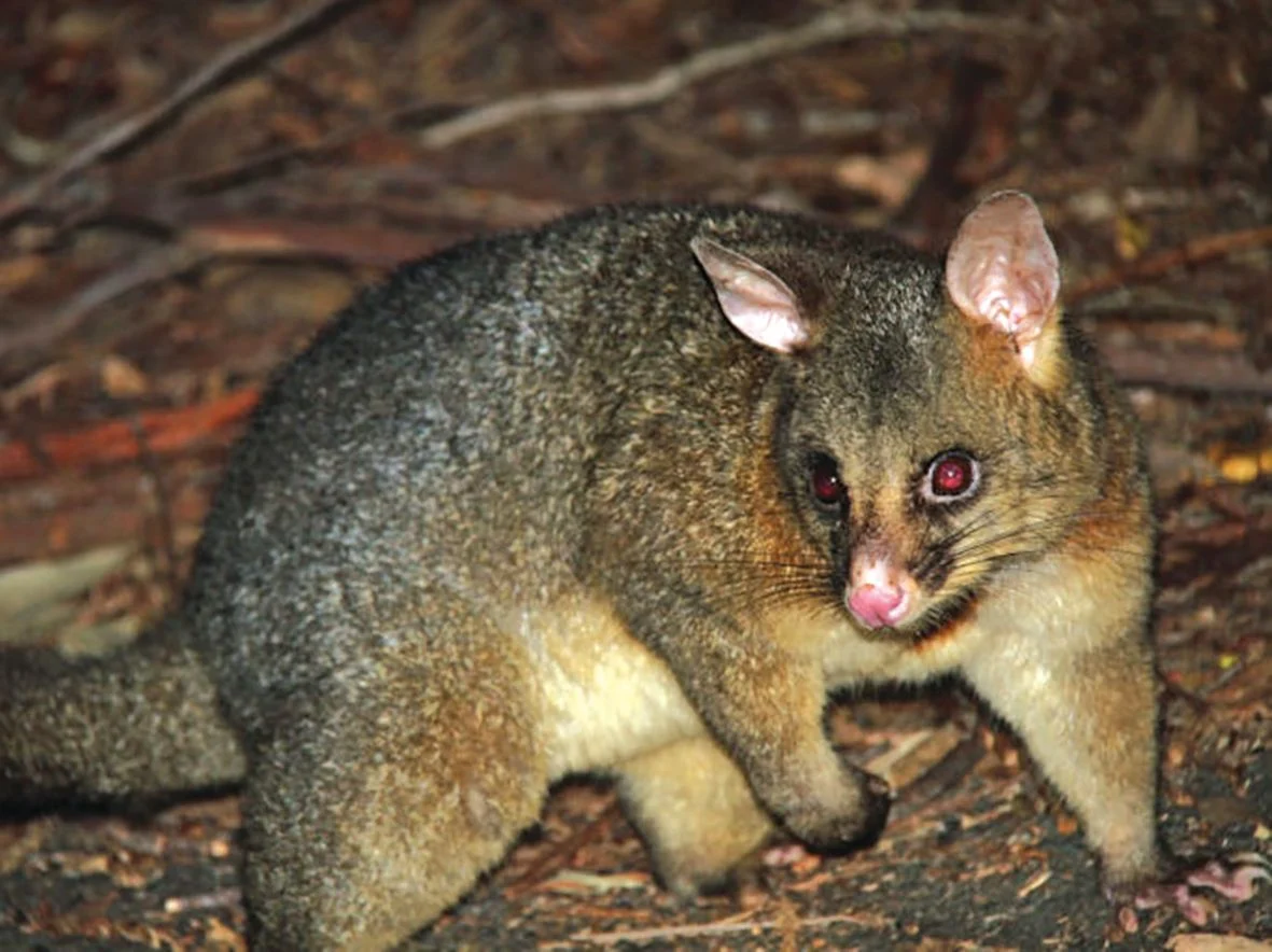 Wild pigs and possums drive farm losses