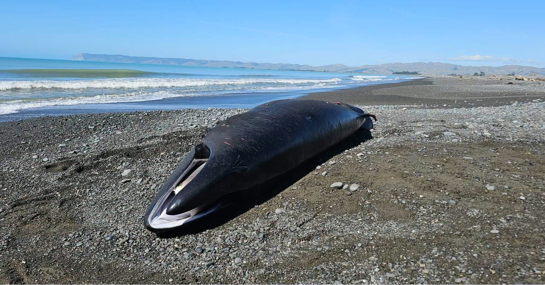 Rarest whale species strands on Marlborough coast