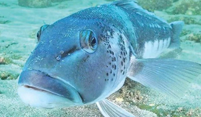 Extended blue cod closure remains as fishery pressures persist