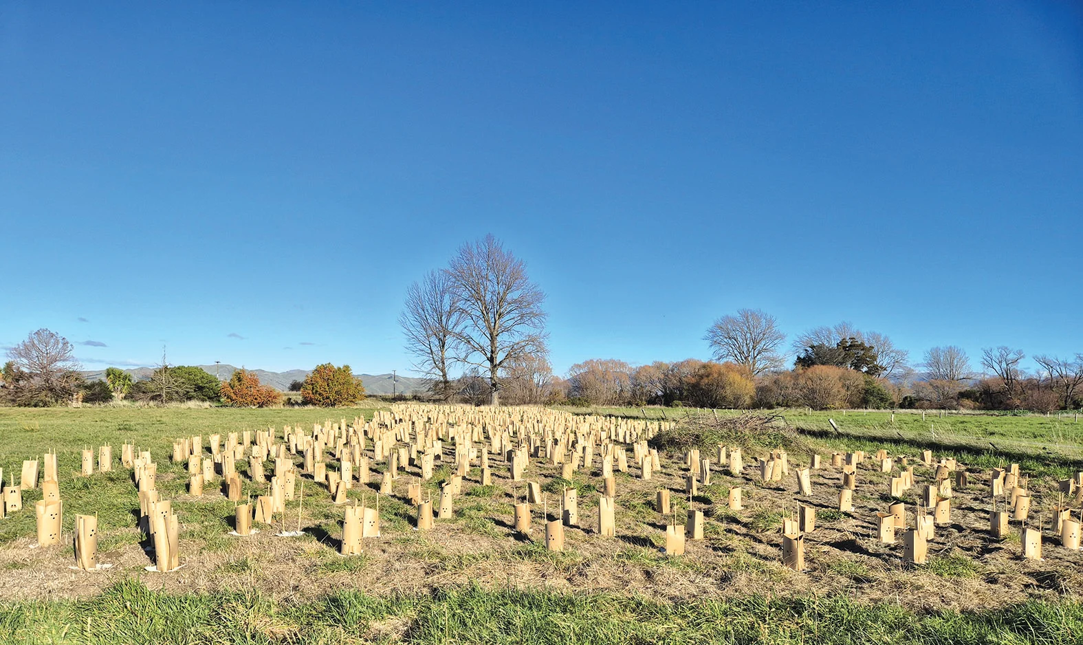 Native firebreak project boosts wildfire resilience