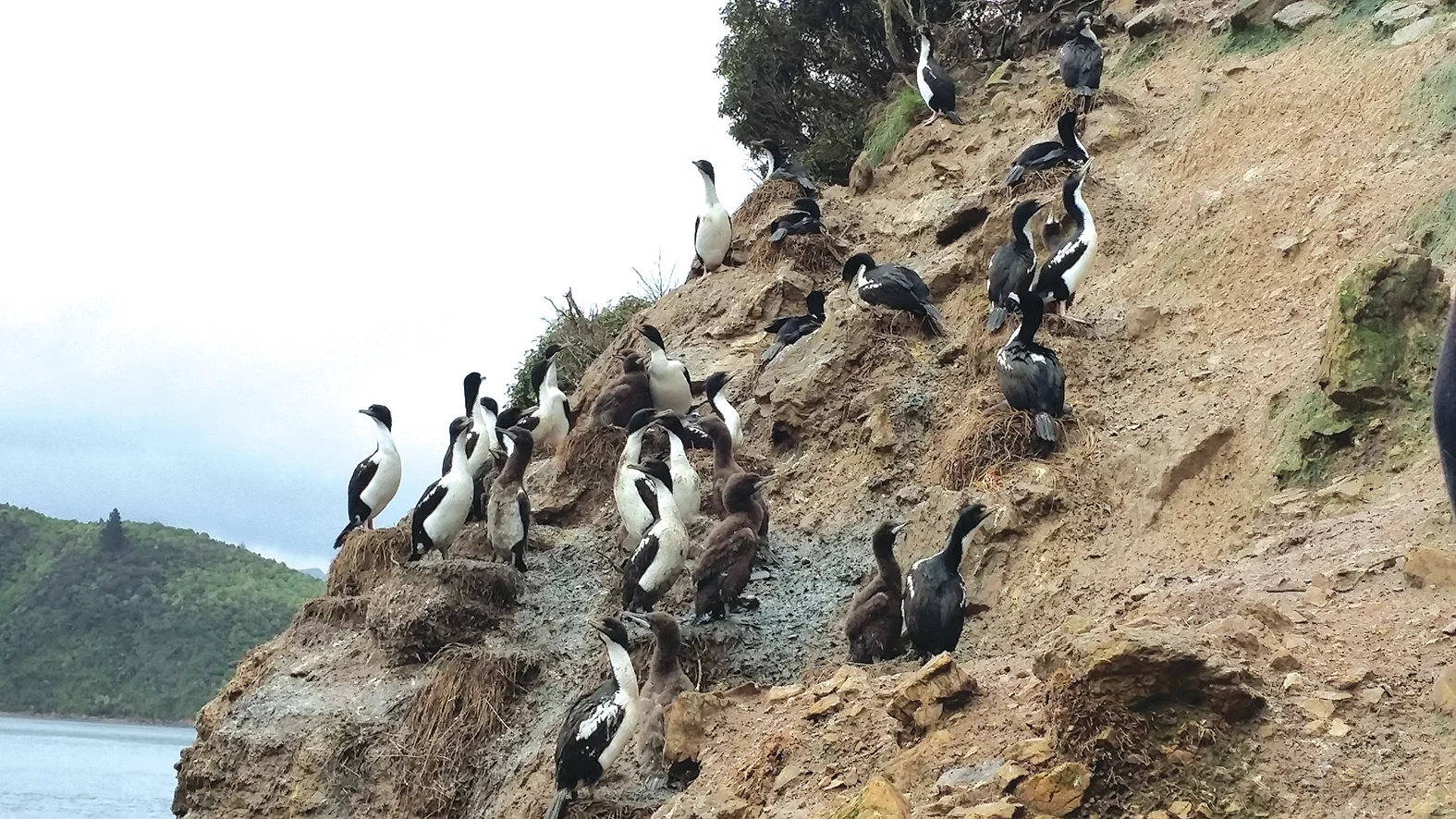 King shag numbers plunge 30 percent in Marlborough Sounds