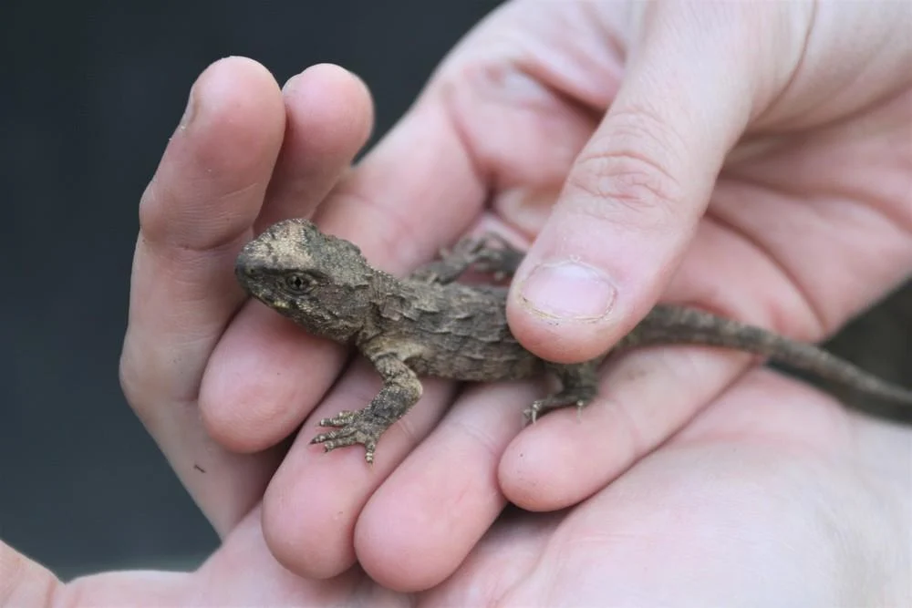 Seven baby tuatara surprise Natureland