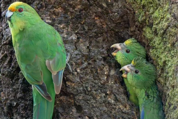 Locals Weekend at Brook Waimarama Sanctuary